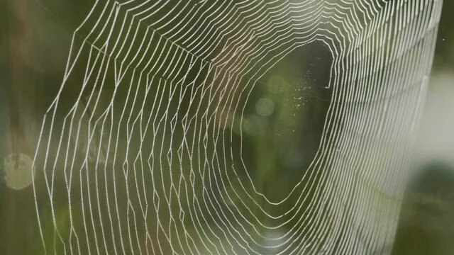 Spider web on the green grass, summer day time