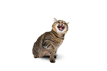 Fototapeta premium Portrait of beautiful grey-brown fluffy purebred cat shouting isolated on white studio background. Animal life concept