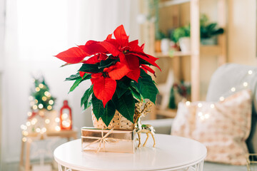 Beautiful poinsettia in wicker pot, gifts and space for text on blurred holiday decoration...