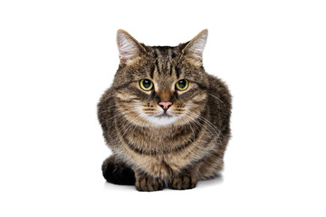 Fototapeta premium Portrait of beautiful grey-brown purebred cat sitting on floor isolated on white studio background. Animal life concept