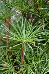 Obraz premium Close up of the fresh green leaves or needles growing on a Sciadopitys verticillata, ab evergreen plant. Selective focus.