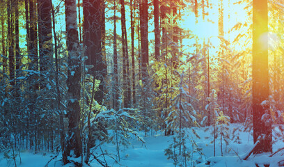winter landscape .Winter scene
