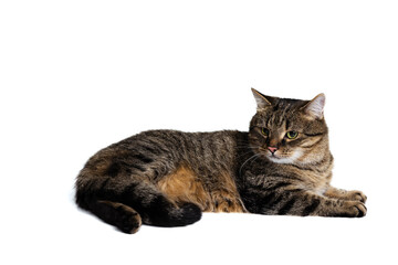 Studio shot of beautiful cute pet, purebred cat posing isolated on white background. Animal life concept