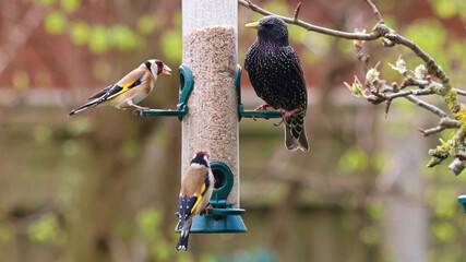 Birds on a birdfeeder hanging from a pear tree, 2 tiny colourful Goldfinch`s and a starling perched on a bird feeder eating seeds. Includes feathers of metallic sheen, speckled with white, in spring