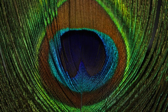 Beautiful bright peacock feather as background, top view