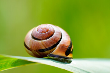 Garden cepaea, Cepaea hortensis. Close up of snail shell in natural habitat. Banded snail.