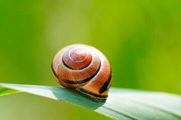 Garden cepaea, Cepaea hortensis. Close up of snail shell in natural habitat. Banded snail.
