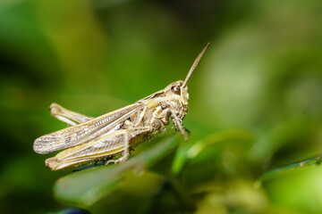 Brown grasshopper. Insect in a detailed close-up from the side. Chorthippus brunneus.