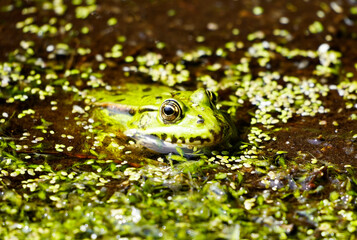 Green frog in a pond looks out of the water. Camouflage animals. Amphibian.