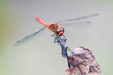 Common darter in a natural environment. Insect in a detailed close-up. Sympetrum vicinum. Dragonfly.