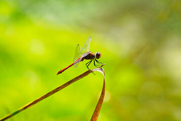 Common darter in a natural environment. Insect in a detailed close-up. Sympetrum vicinum. Dragonfly.
