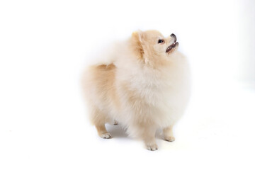 white pomeranian spitz isolated in studio 