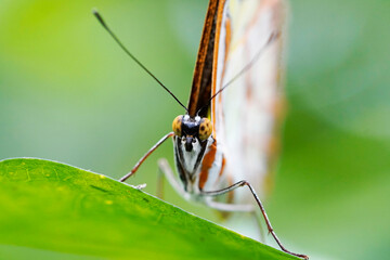 Malachite butterfly. Insect in a detailed close-up. Tropical butterfly. Rare butterfly species. Siproeta stelenes.