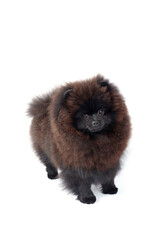 Obraz premium black pomeranian spitz dog isolated on white 