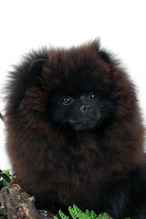 close up of a black pomeranian