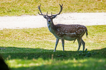 Daim à l'ombre en bordure de prairie