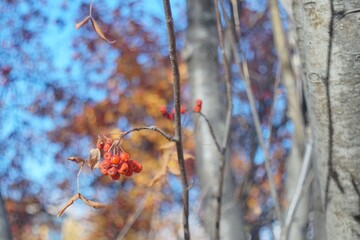 Full-color horizontal photo. Late autumn. The leaves have fallen. A bunch of mountain ash on the background of a blurred forest landscape.