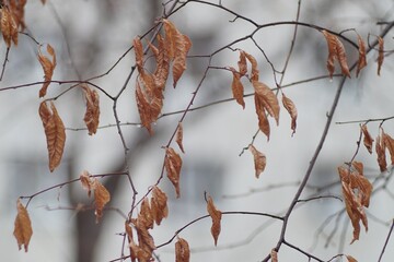Full-color horizontal photo. Forest autumn composition. In the foreground, in the sharpness zone, cherry leaves are ready to drop. In a blurry background - a dark gray sky.