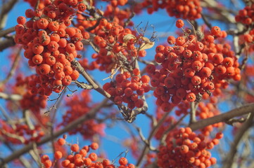 Full-color horizontal photo. A bountiful harvest. In the foreground - large bunches of rowan berries. There is a blue sky in the background.