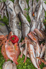 Fische am Markt von Essaouira, Marokko