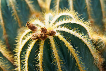 Parodia magnifivica, cactus. Close up of the prickly plant. Green cactus background.