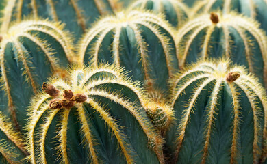 Parodia magnifivica, cactus. Close up of the prickly plant. Green cactus background.