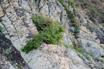 .The rocky outcrops are gray and pink, covered with creeping shrubs with yellow flowers. Can be used for backgrounds and wallpapers.