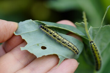 Cabbage caterpillar on a kohlrabi leaf. Insect close up. Pest in the vegetable patch.