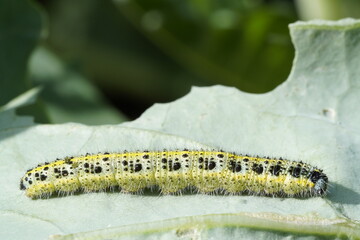 Cabbage caterpillar on a kohlrabi leaf. Insect close up. Pest in the vegetable patch.