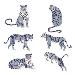 Flat set of cute white tigers in various poses isolated on white vector illustration