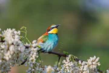 Fototapeta premium bee-eater on a flowering branch