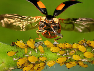 Asian ladybeetle, Harmonia axyridis (Coleoptera: Coccinellidae) attacking aphids. Macro