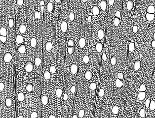 Cross section - Xylem is a type of tissue in vascular plants that transports water and some...