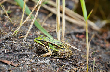 Green pond frog is sitting on the bank of a lake. Amphibian in close-up.