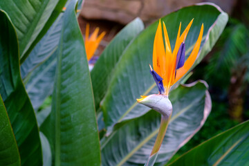 A beautiful and young Bird of paradise flower flower. Selective focus.