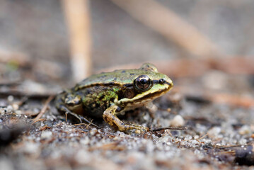 Green pond frog is sitting on the bank of a lake. Amphibian in close-up.