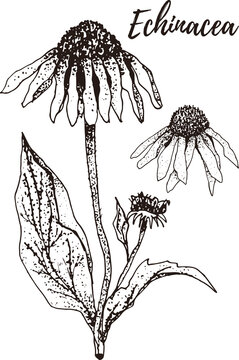 Echinacea. Set of hand drawn vector spices and herbs. Medicinal, cosmetic, culinary plants.