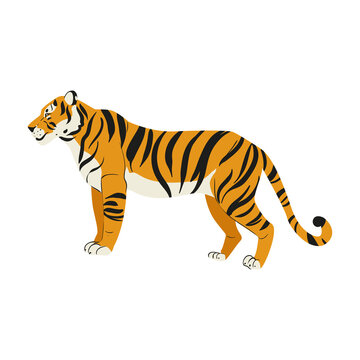 Amur tiger stands isolated on white background. Vector tiger side view. Endangered animal