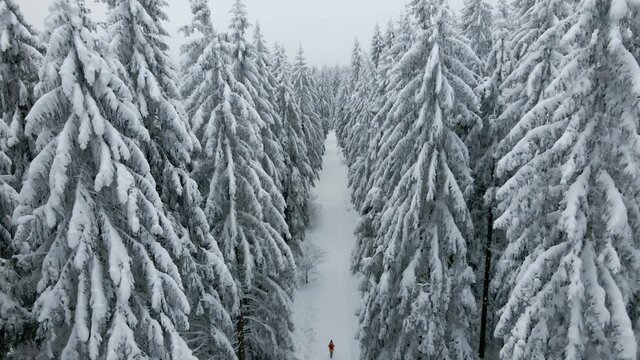 Aerial view of winter forest. Girl walking in winter forest. Drone footage. Fly over winter forest with a lot of snow. All trees covered with a lot of snow. Bird's-eye view 