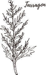 Tarragon. Set of hand drawn vector spices and herbs. Medicinal, cosmetic, culinary plants.