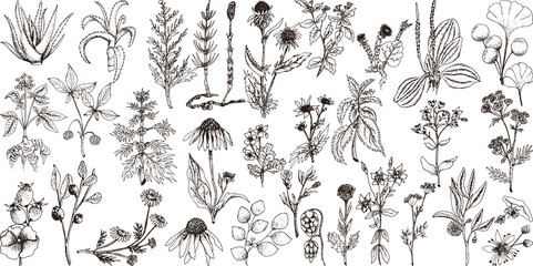 Set of hand drawn vector spices and herbs. Medicinal, cosmetic, culinary plants.