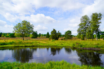 Obraz premium Weseler Heide nature reserve. Green landscape with ponds near the Lueneburg Heath.