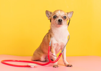 Small chihuahua dog with medical stethoscope wearing glasses on yellow background