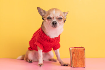 Small chihuahua dog with book in glasses on yellow background. 