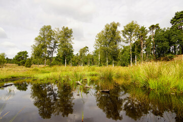 Weseler Heide nature reserve. Green landscape with ponds near the Lueneburg Heath.
