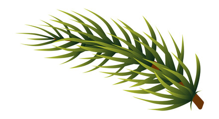 Conifer branch. Evergreen tree needles. Pine spruce