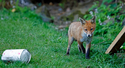 Urban fox cubs exploring the garden