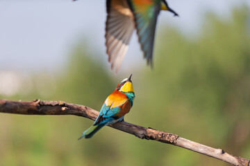wild beautiful bird looks at a flying bird