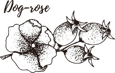 Dog-rose. Set of hand drawn vector spices and herbs. Medicinal, cosmetic, culinary plants.