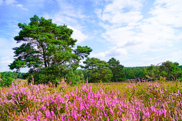 Weseler Heide nature reserve. Landscape with blooming heather plants near the Lueneburg Heath.